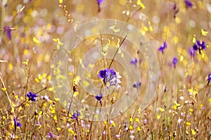 Multicolor flower meadow with purple and yellow, beautiful grass wild flower field, Utricularia delphinioides