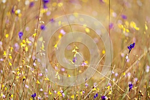 Multicolor flower meadow with purple and yellow, beautiful grass wild flower field, Utricularia delphinioides