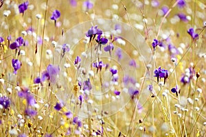 Multicolor flower meadow with purple and yellow, beautiful grass wild flower field, Utricularia delphinioides