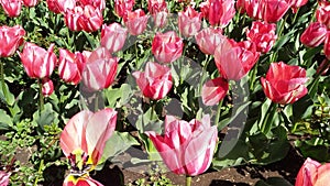 Multicolor flowerbed of tulips spring flowers