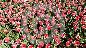 Multicolor flowerbed of tulips spring flowers