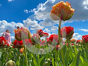 multicolor flowerbed of tulips spring flowers