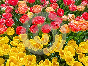 multicolor flowerbed of tulips spring flowers