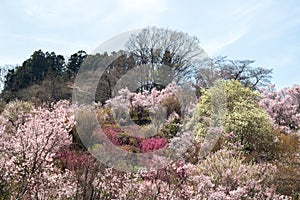 Multicolor flowering trees covering the hillside, Hanamiyama Park, Fukushima, Tohoku, Japan.