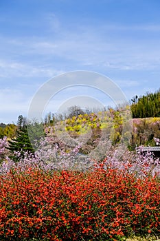 Multicolor flowering trees covering the hillside,Hanamiyama Park,Fukushima,Tohoku,Japan.