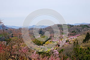 Multicolor flowering trees covering the hillside,Hanamiyama Park,Fukushima,Tohoku,Japan.