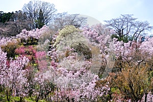 Multicolor flowering trees covering the hillside,Hanamiyama Park,Fukushima,Tohoku,Japan.