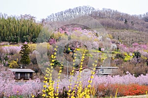 Multicolor flowering trees covering the hillside,Hanamiyama Park,Fukushima,Tohoku,Japan.