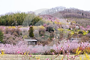 Multicolor flowering trees covering the hillside,Hanamiyama Park,Fukushima,Tohoku,Japan.