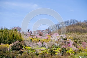 Multicolor flowering trees covering the hillside,Hanamiyama Park,Fukushima,Tohoku,Japan.