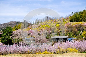 Multicolor flowering trees covering the hillside,Hanamiyama Park,Fukushima,Tohoku,Japan.