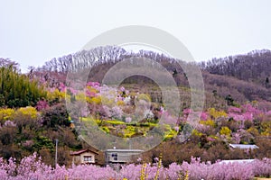 Multicolor flowering trees covering the hillside,Hanamiyama Park,Fukushima,Tohoku,Japan.