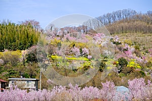 Multicolor flowering trees covering hillside ,Hanamiyama Park,Fukushima,Tohoku,Japan.