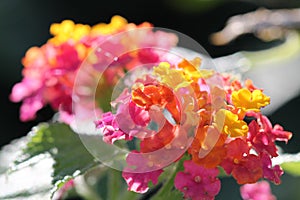 Multicolor flowers photo
