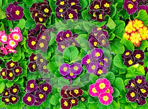 Multicolor Garden Primula Flowers in garden store center. Primrose Primula Vulgaris blossoms in rows. Vivid flowerscape, flat lay