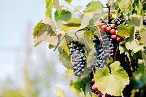 Multicolor grape, close up. New vintage wine background concept. Blue Wine grapes on vine