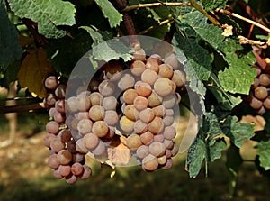 Multicolor grape of Pinot Gris  hanging on vine