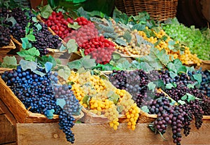 Multicolor grapes baskets