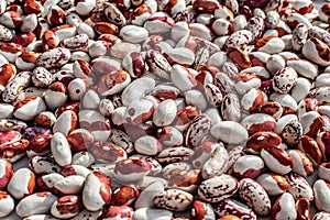 Multicolor haricot beans background, many colorful dry kidney beans on bazaar counter or store window, top view. Healthy protein