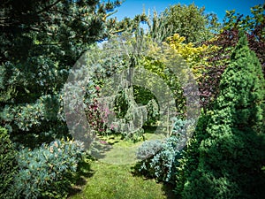 Multicolor landscape with Pinus parviflora Glauca in left, Juniperus communis Horstmann and maple. photo