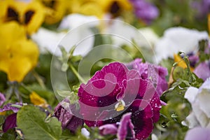Multicolor pansy flowers or pansies as background or pattern. Field of colorful pansies with white yellow violet flowers
