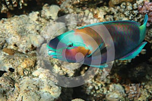 Multicolor Parrot Fish