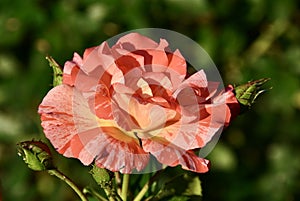 Multicolor petal rose - Frida Kahlo Floribunda Rose