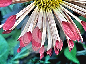 Multicolor petals of a flower.