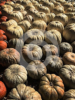 Multicolor Pumpkin patch