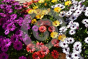 Multicolor rainbow Osteospermum daisy flower bed field photo