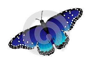 Multicolor realistic isolated butterfly