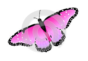 Multicolor realistic isolated butterfly