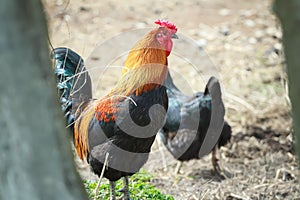 Multicolor rooster and black hen in summer