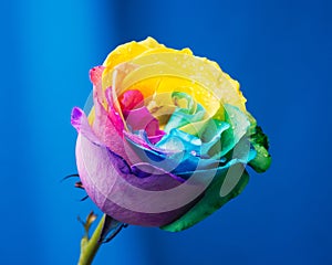 Multicolor rose. Amazing rainbow rose flower on blue background