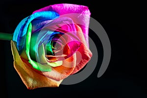 Multicolor rose