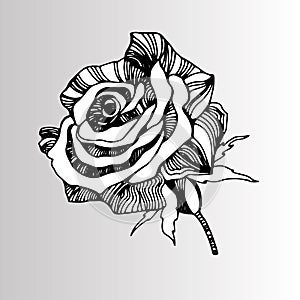 Multicolor rose flowers. Vector stylized roses.