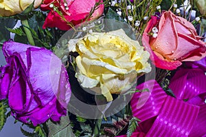 Multicolor Roses of yellow,red,and purple