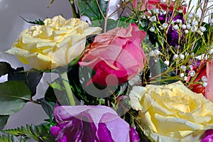 Multicolor Roses of yellow,red,and purple