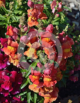 Multicolor Snapdragon yellow orange pink