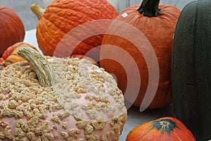 Multicolor squash and pumpkins 2879