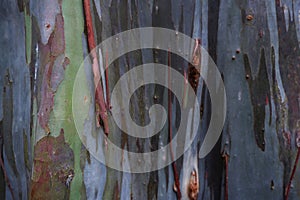 Multicolor Tree Bark Background of Rainbow Eucalyptus