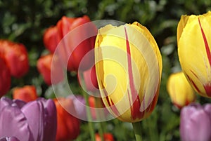 Mnohofarebný tulipány 