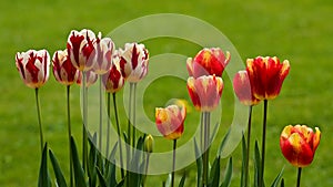 Multicolor tulips