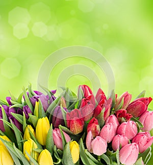 Multicolor tulips over blurred green background