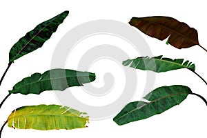 Multicolor variegated leaves set of ornamental banana tropical foliage plant growing in wild isolated on white background,