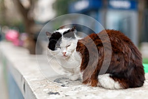 Multicolored adorable stray cat standing on a wall in the street in winter.