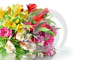 Multicolored alstroemeria flowers bouquet on white mirror background in water drops isolated close up