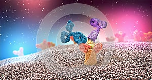 Multicolored antibodies or immunoglobulin protein structures attached to receptor