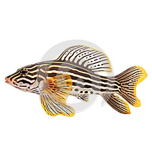 Multicolored aquarium fish on a transparent background, side view. The Zebra Pleco, an yellow and white saltwater