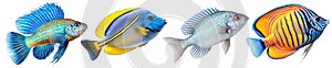 Multicolored aquarium fishes on a transparent background, side view. Spiny Chromis, Royal Gramma, Surgeonfish, Tang